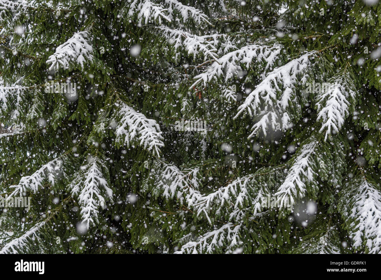 Rami di abete in tempesta di neve Prägraten am Großvenediger, Virgental, Tirolo orientale, Austria Foto Stock
