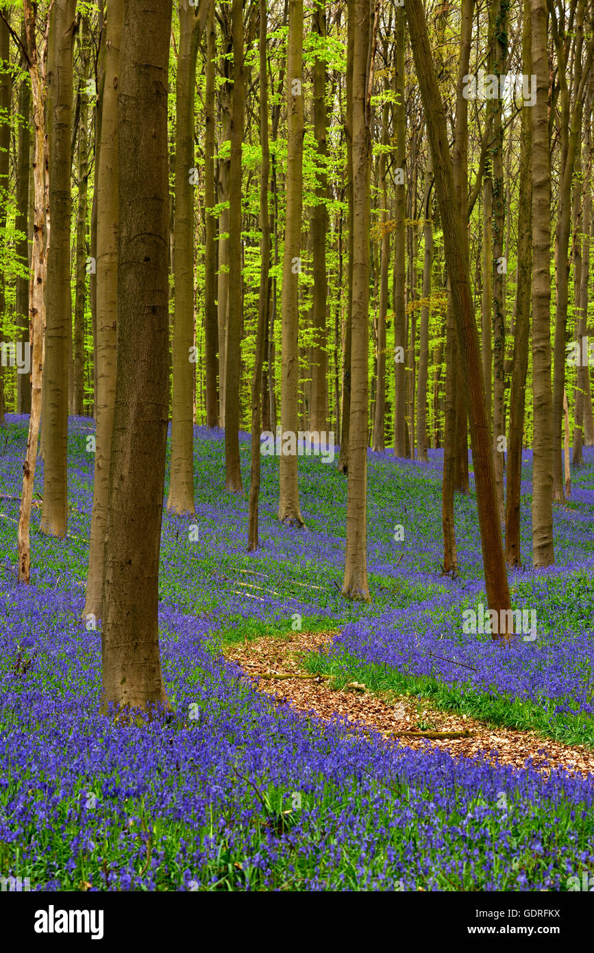 Il percorso attraverso la foresta, Europeo faggio (Fagus sylvatica), bluebells (Hyacinthoides), Hallerbos, Vlaams Brabant, Belgio Foto Stock