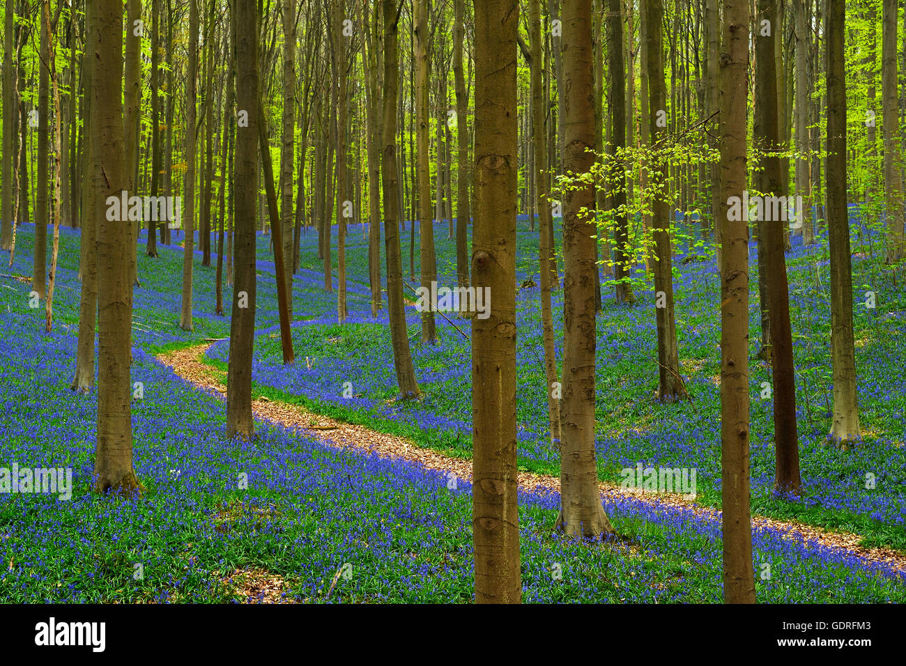 Il percorso attraverso la foresta, Europeo faggio (Fagus sylvatica), bluebells (Hyacinthoides), Hallerbos, Vlaams Brabant, Belgio Foto Stock