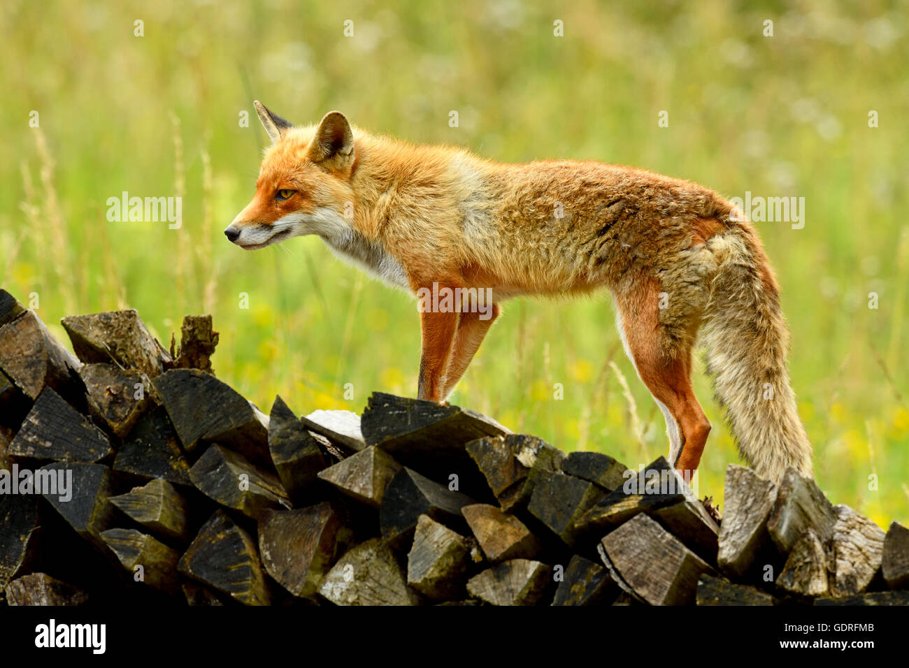 Red Fox (Vulpes vulpes vulpes) permanente sulla pila di legno, prigionieri del Cantone di Zurigo, Svizzera Foto Stock