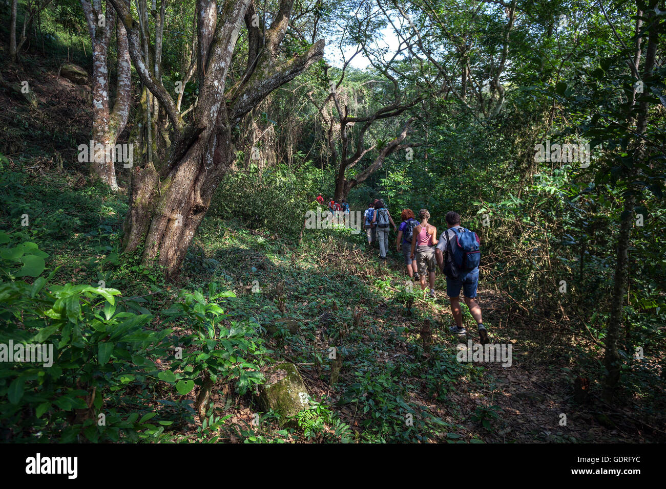 Gruppo turistico trekking nella foresta pluviale tropicale, Cruce de los Baños, Sierra Maestra, Santigo de Cuba Provincia, Cuba Foto Stock