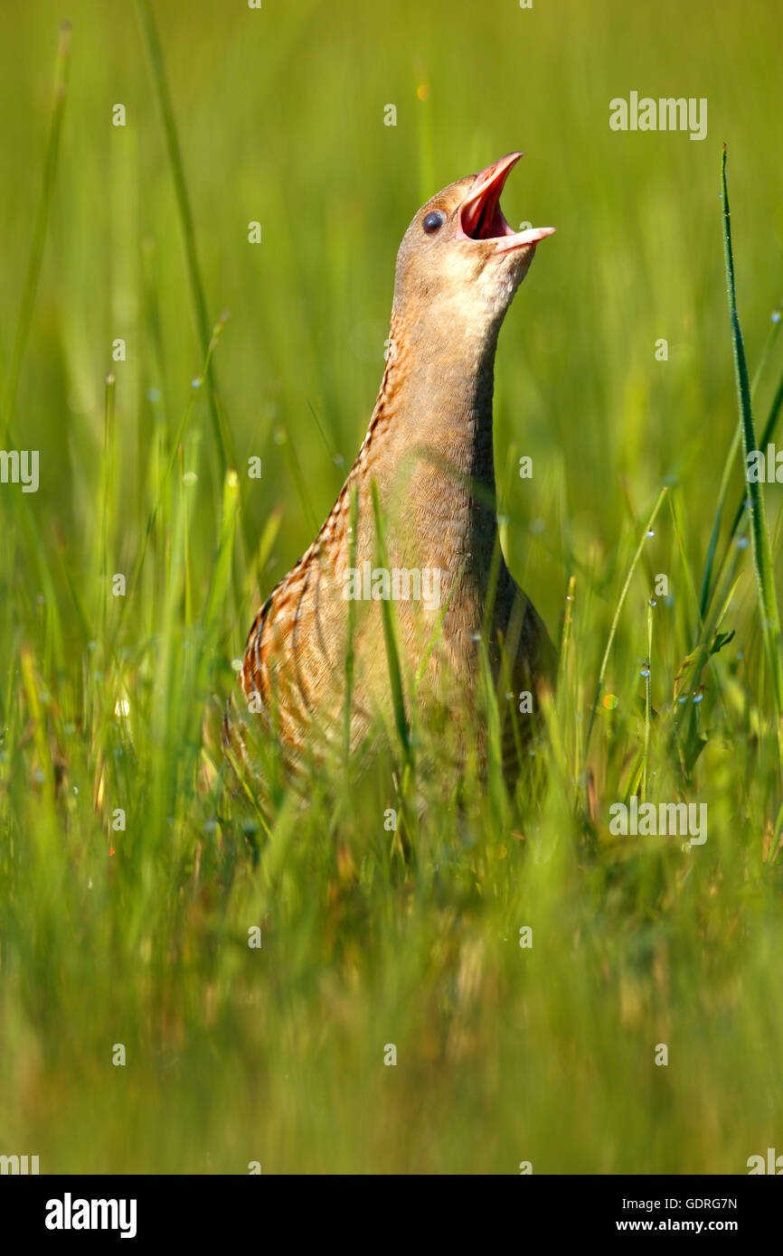 Re di quaglie (Crex crex), chiamando maschio in un prato con rugiada di mattina, Riserva della Biosfera dell'Elba centrale, Sassonia-Anhalt, Germania Foto Stock