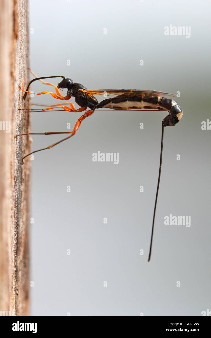 Legno-wasp (Rhyssa persuasoria), l'ovoposizione nel tronco di un ontano, parco naturale Peenetal, Meclemburgo-Pomerania Occidentale Foto Stock