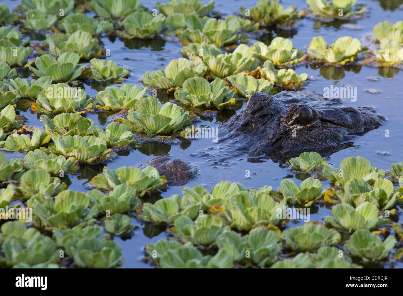 Alligatore americano (Alligator mississippiensis) sommerso in stagno e acqua lattuga piante Foto Stock