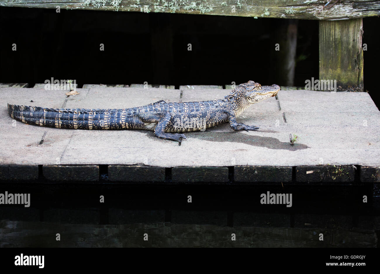 American Alligator (Alligator mississippiensis) che si trova sul molo di una capanna sul lungolago di Miller's Lake, Louisiana Foto Stock