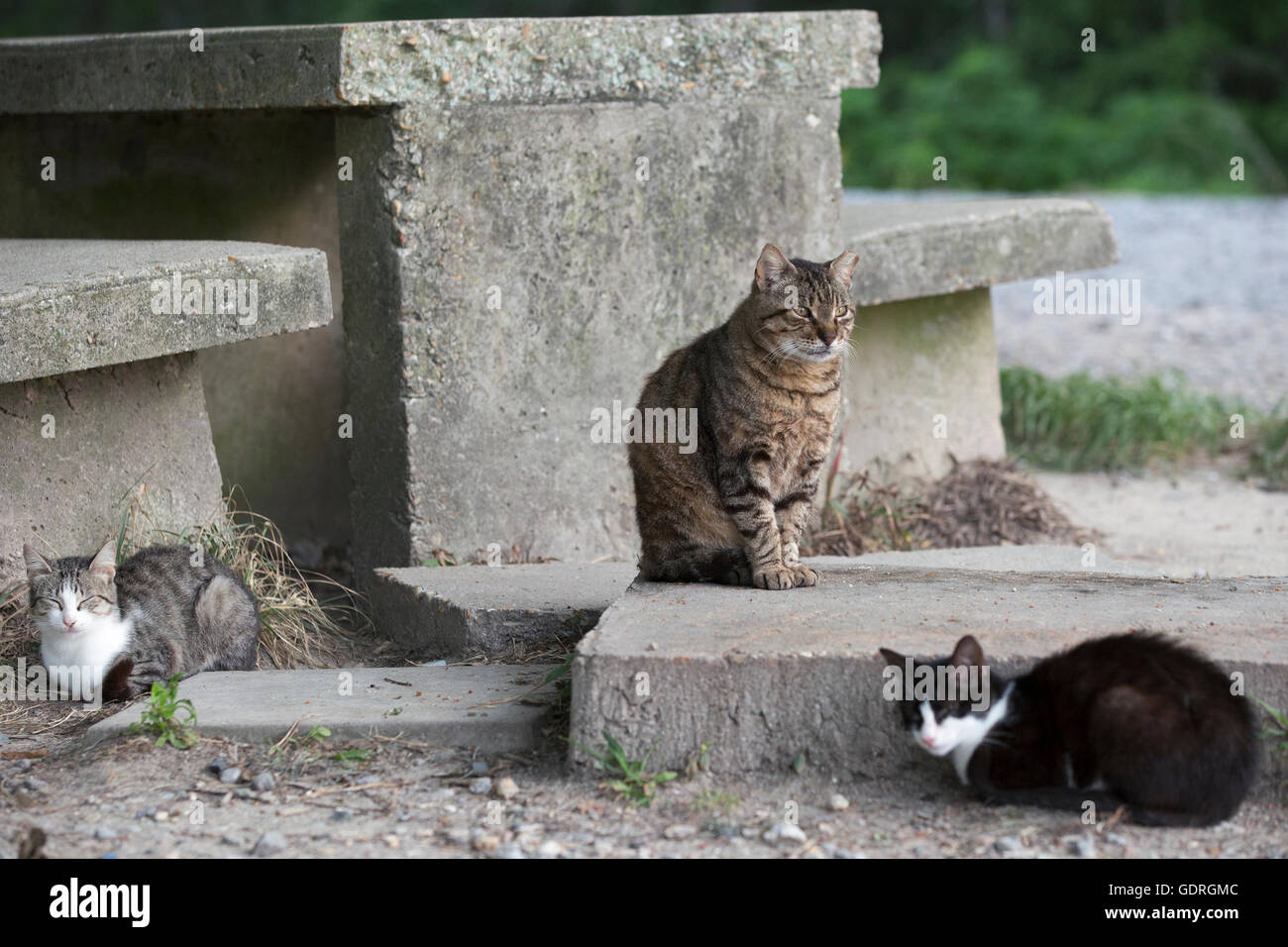 Scruffy gatto randagio orecchio mancante punta in parcheggio Foto Stock