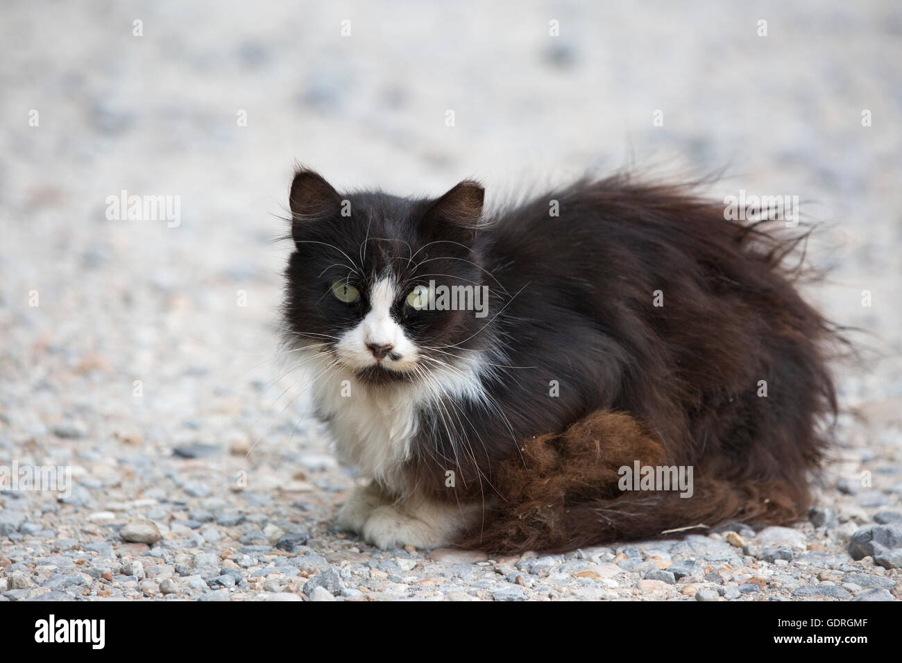 Gatto scruffy randagio con pelliccia opaca e auricolare mancante, nel parcheggio Foto Stock