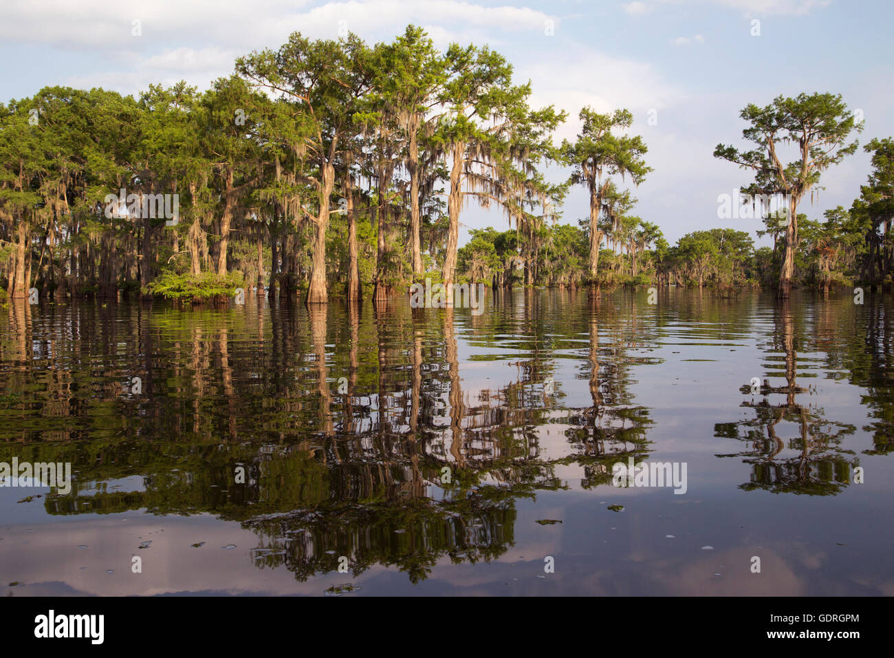 Alberi di cipresso calvo (Taxodium distichum) nella palude di Atchafalaya, Louisiana, la più grande palude degli Stati Uniti Foto Stock