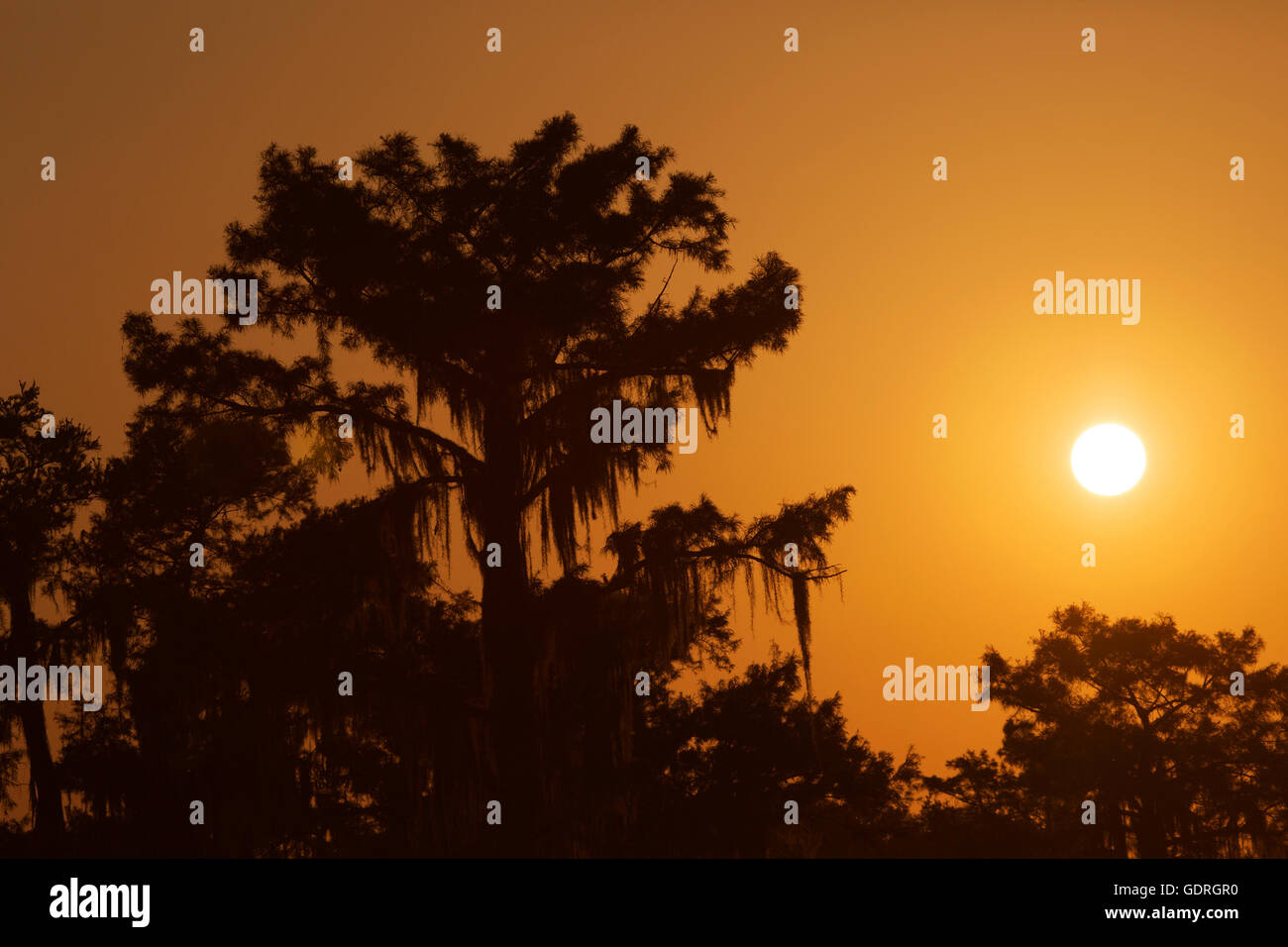 Cipresso calvo (Taxodium distichum) tree al tramonto in palude Atchafalaya, la più grande zona umida negli Stati Uniti Foto Stock