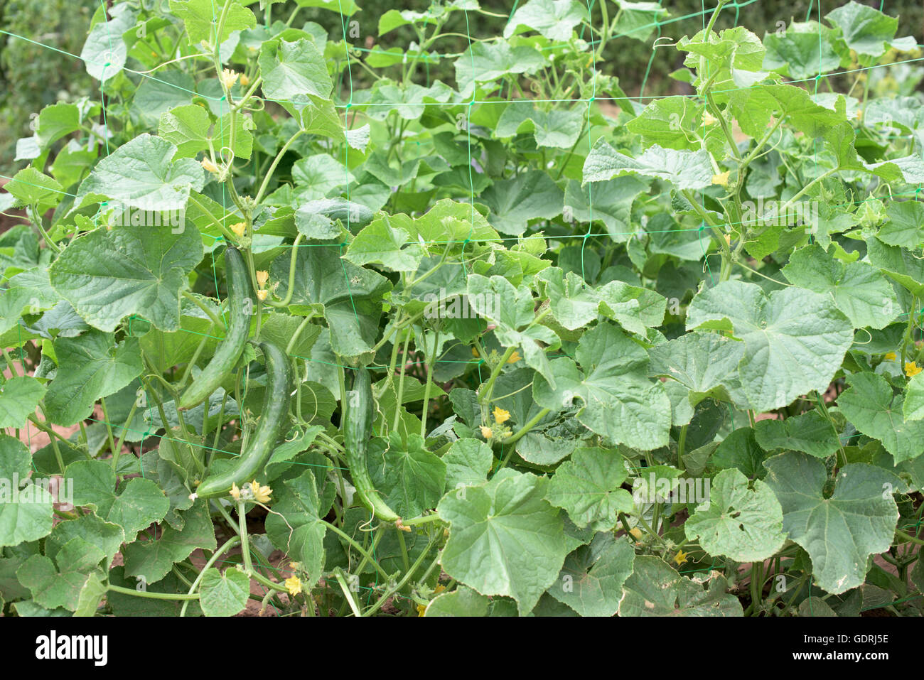 Impianto di cetriolo con verdure e fiori Foto Stock