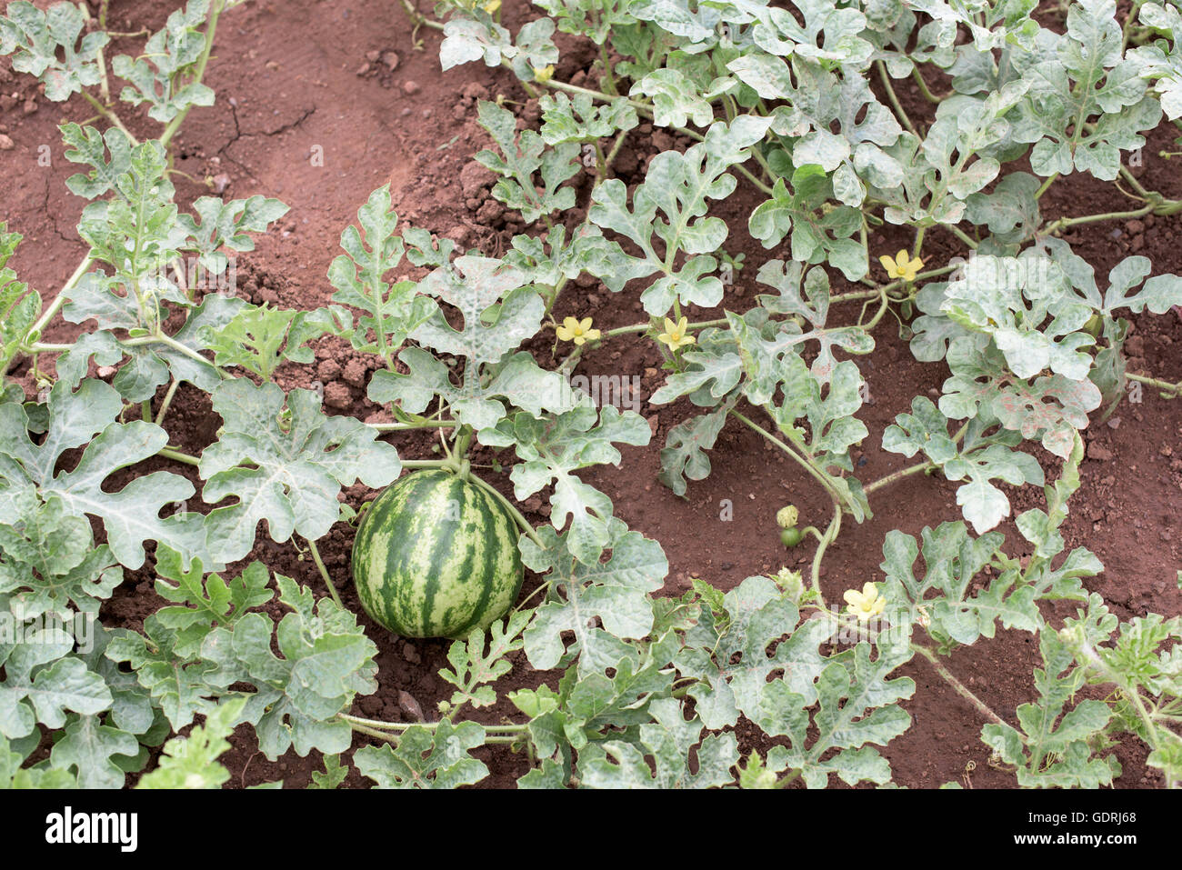 Parte della pianta di anguria con frutti e fiori Foto Stock