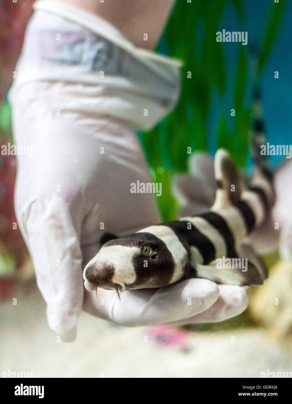 Aquarist Cat Dixon trattiene un quattro-mese-vecchio Brown-nastrati Gattucci di bambù che è stata rehomed dal SEA LIFE Aquarium di Londra dopo il suo proprietario non poteva più care per esso correttamente. Foto Stock