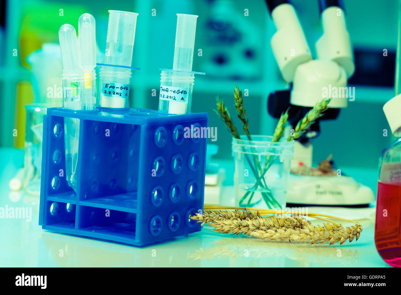 La ricerca di grano OGM in laboratorio Foto Stock