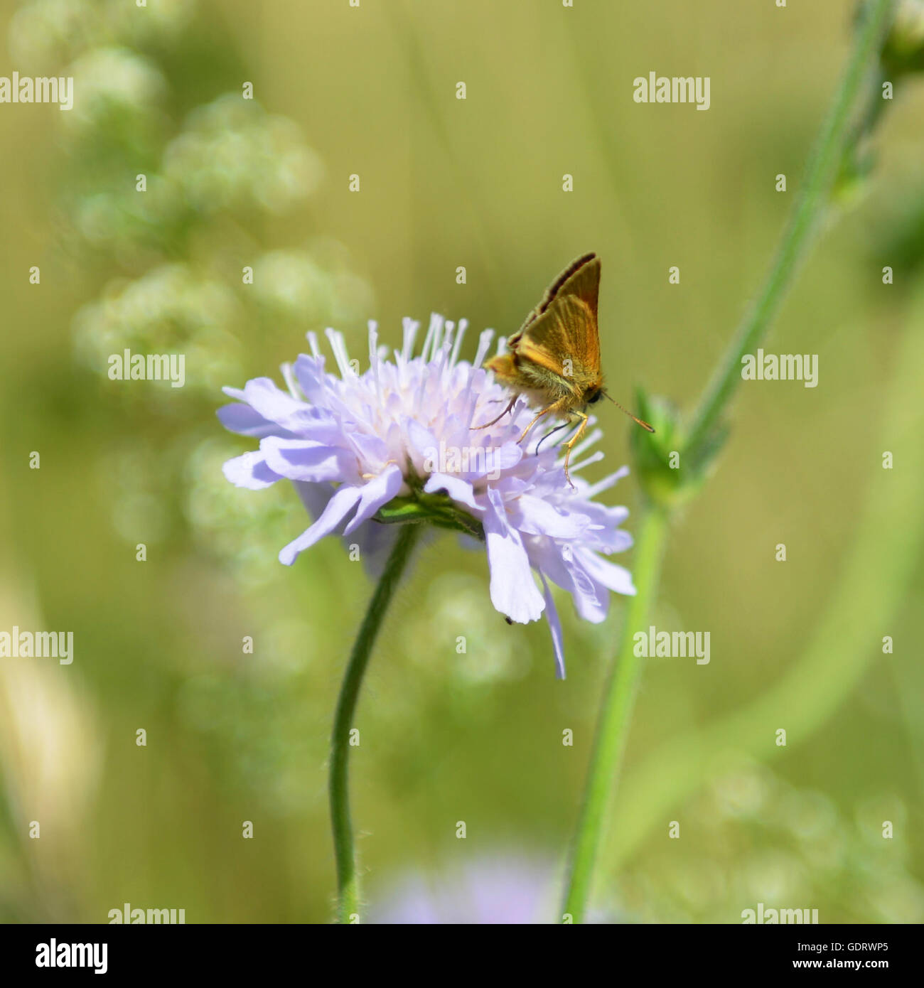 Reigate Hill, Surrey, Regno Unito. Il 20 luglio, 2016. Un piccolo Skipper Butterfly (Thymelicus sylvestris) feste sul campo di fioritura Scabious (Knautia arvense) Credito: Lindsay Constable / Alamy Live News Foto Stock