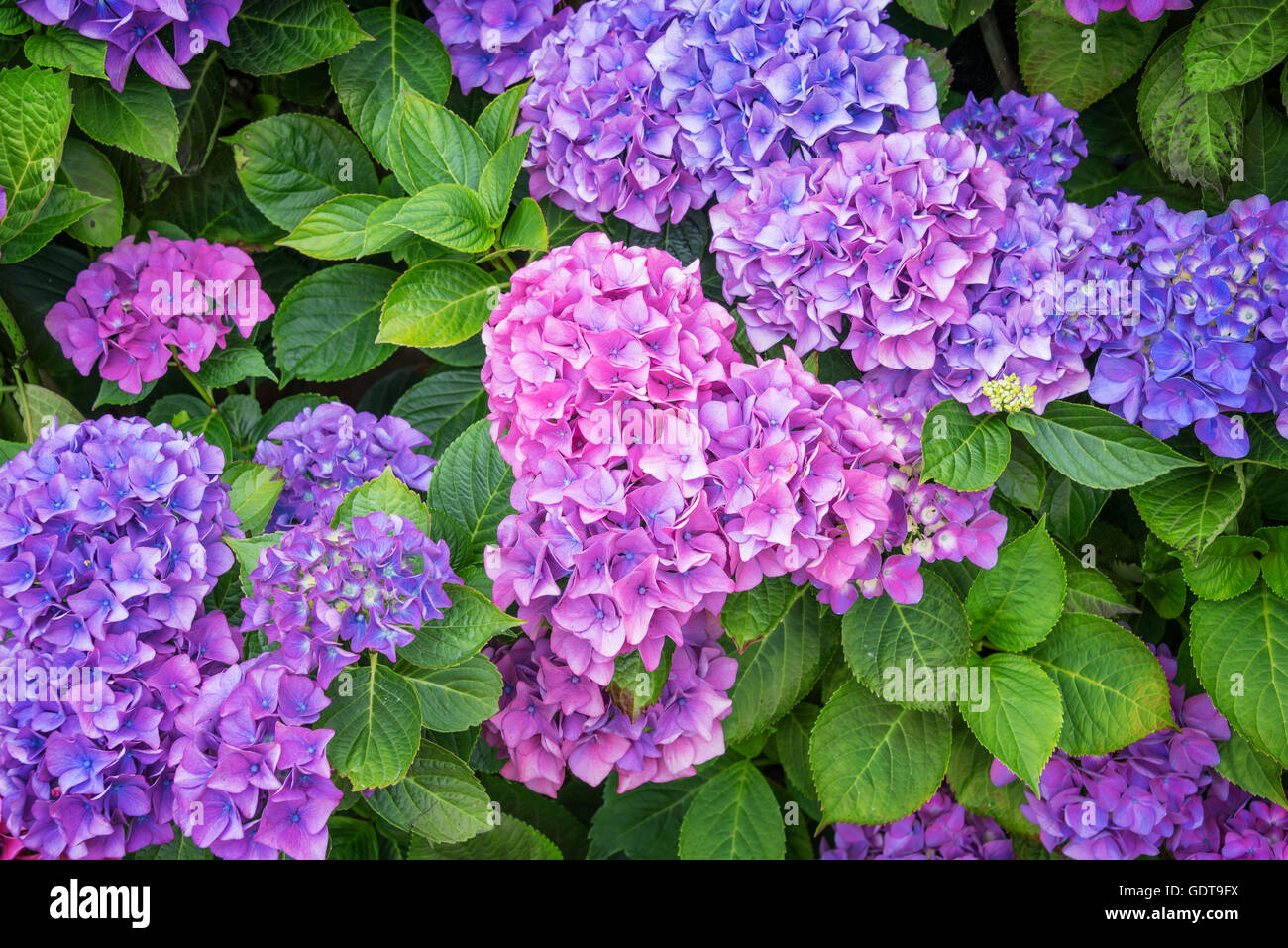 Rosa e blu hydrangea aiuola di fiori in un giardino Foto Stock