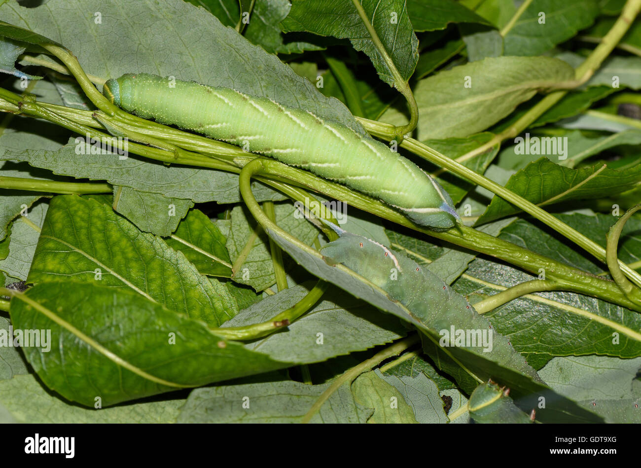 Close up foto di caterpillar verde a mangiare le foglie. Foto Stock
