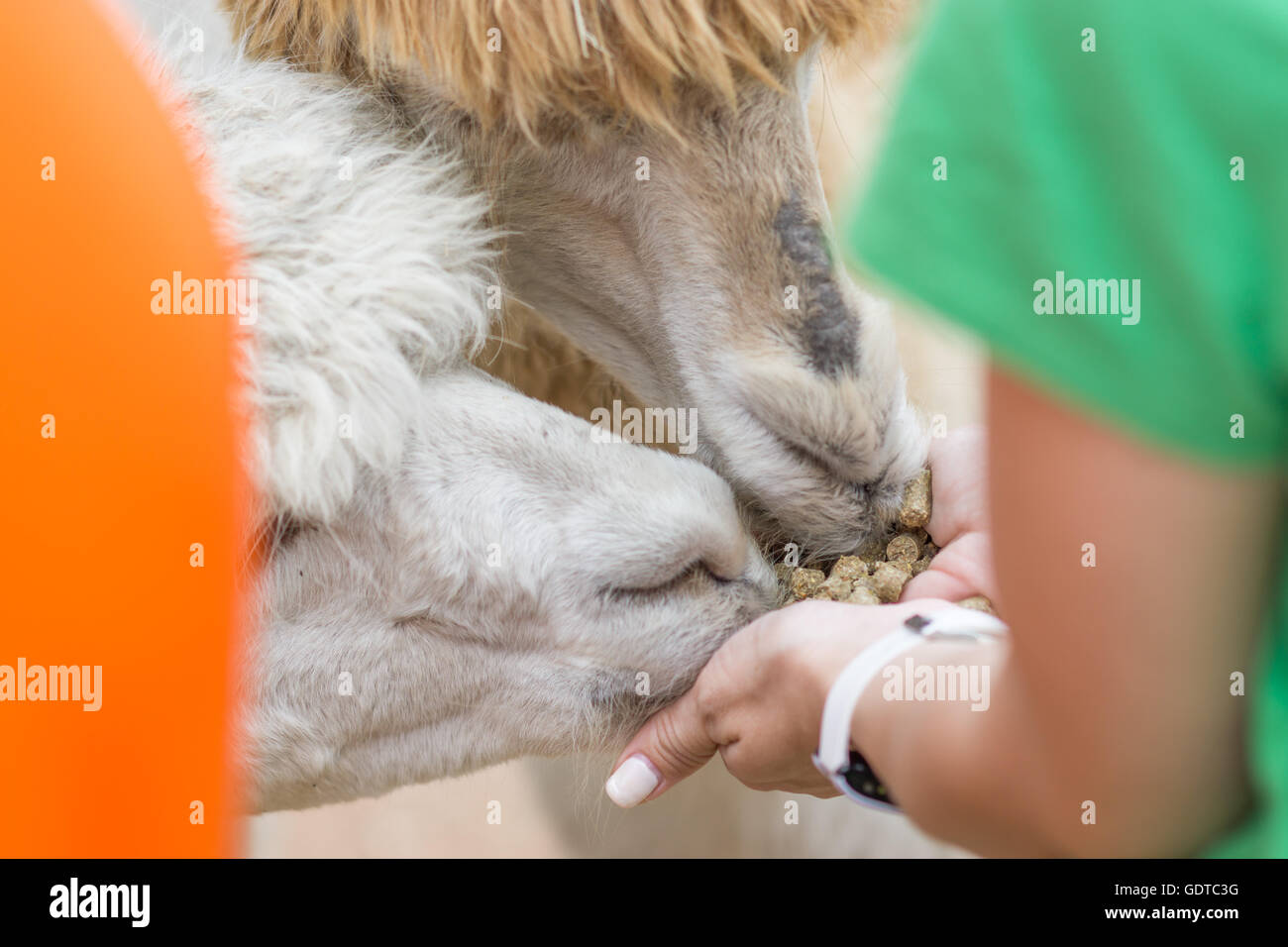 Due alpaca sono alimentati a mano Foto Stock