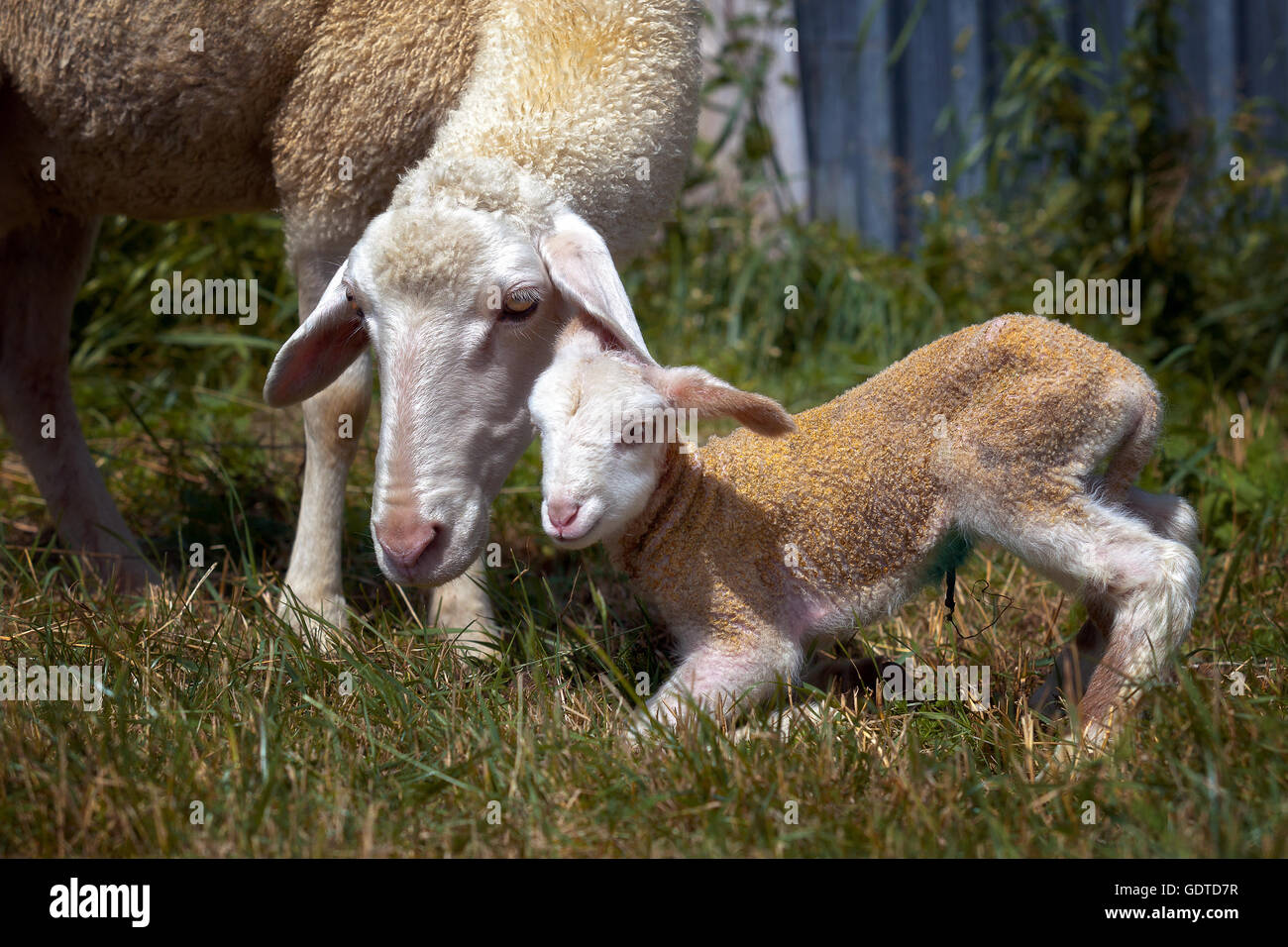 Mamma del capo testa di pecora con il suo piccolo agnello nata di recente,  intenti a brucare erba e per proteggere il suo cucciolo Foto stock - Alamy