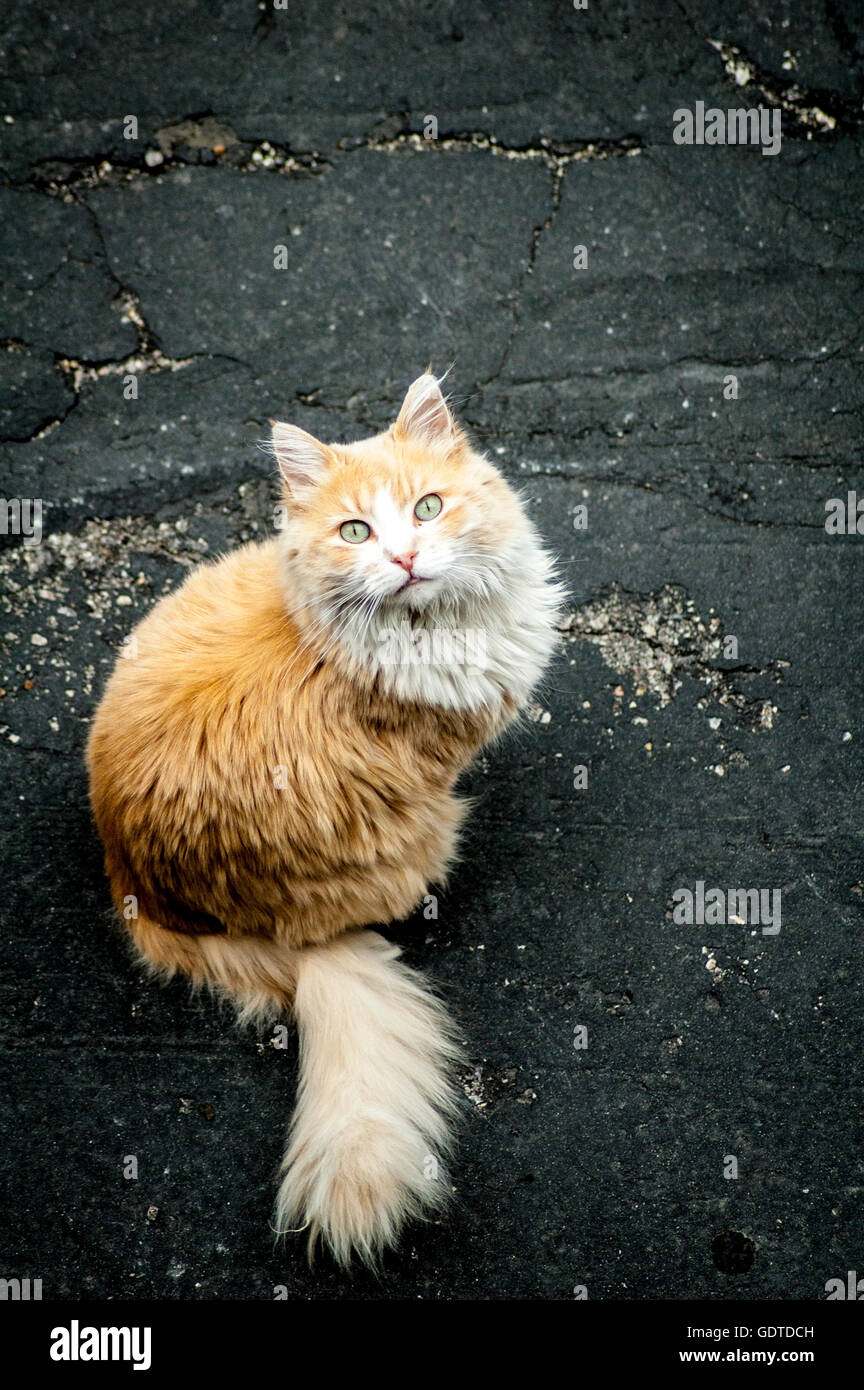 Arancione e bianco gatto con protagonista fino a me Foto Stock