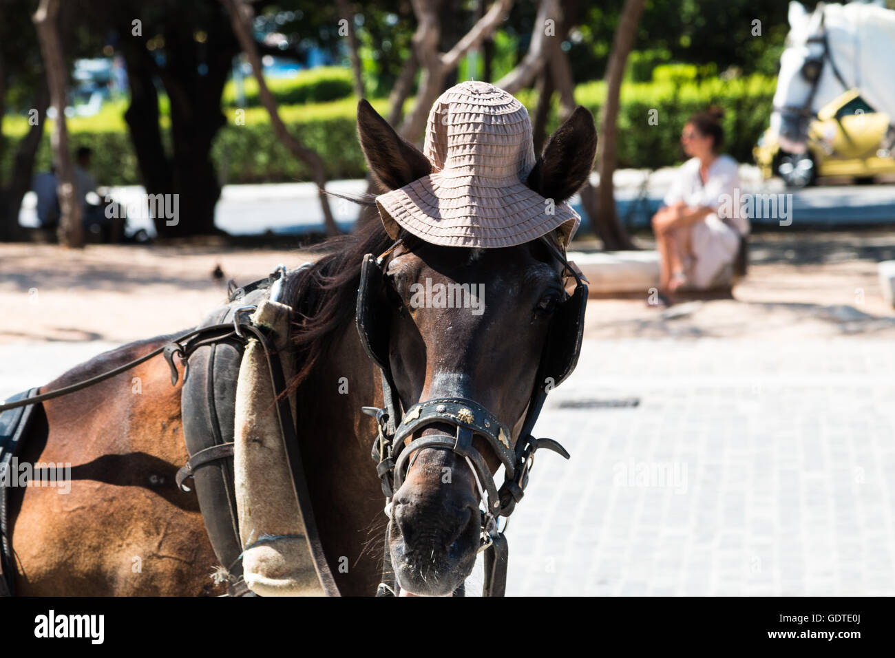 Cavallo con un cappello immagini e fotografie stock ad alta risoluzione -  Alamy