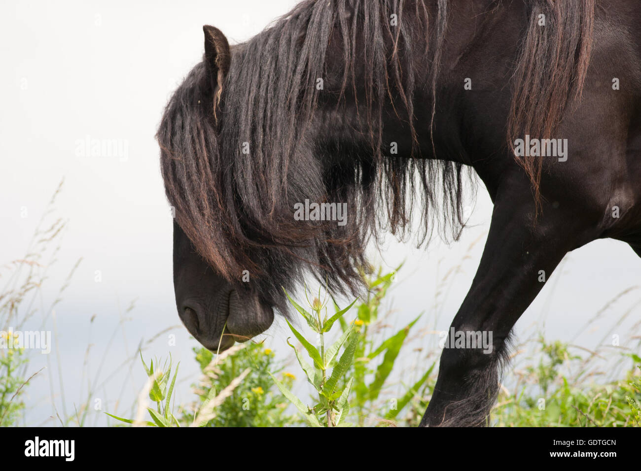 Close up del cavallo al pascolo Foto Stock