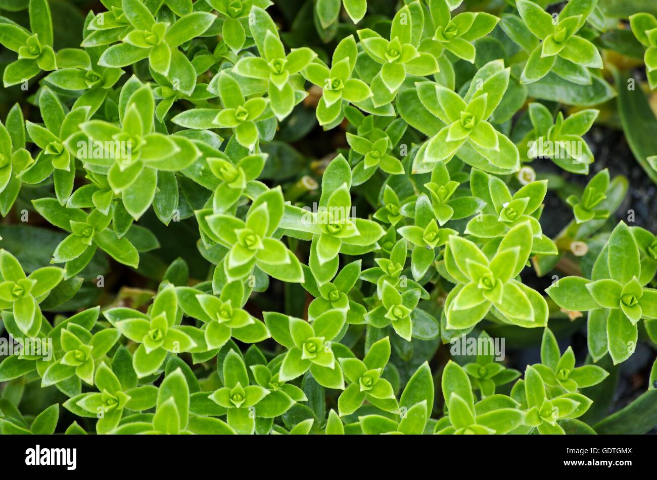 Groundcover verde dello sfondo. Comox Valley, British Columbia, Canada Foto Stock