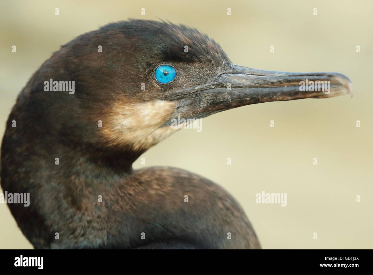 Il blue eye di Brandt il cormorano. Foto Stock