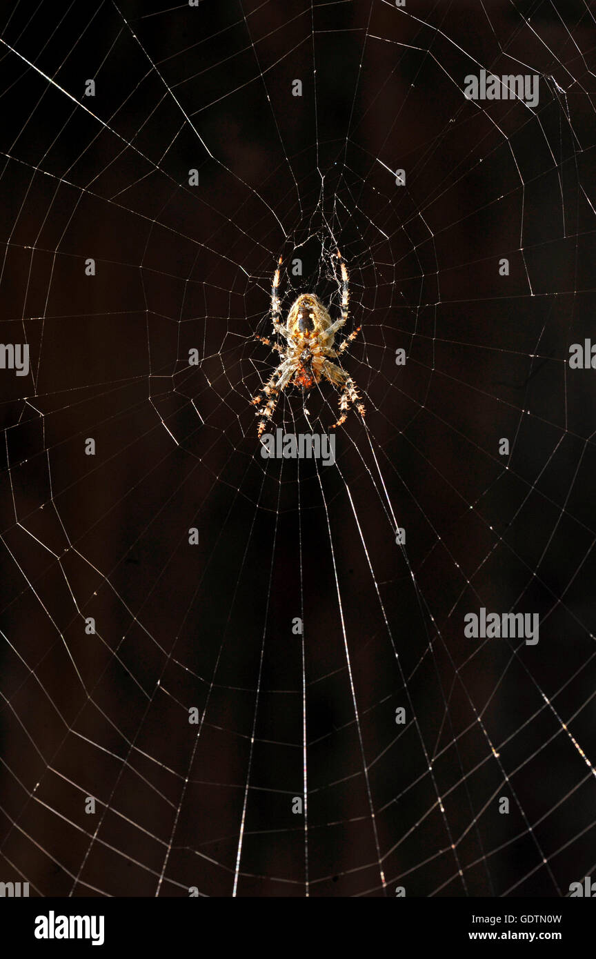 Zoologia / animali, ragno, ragni, giardino europeo spider(Araneus diadematus), nel web con la preda, close-up, distribuzione: emisfero settentrionale, Foto Stock