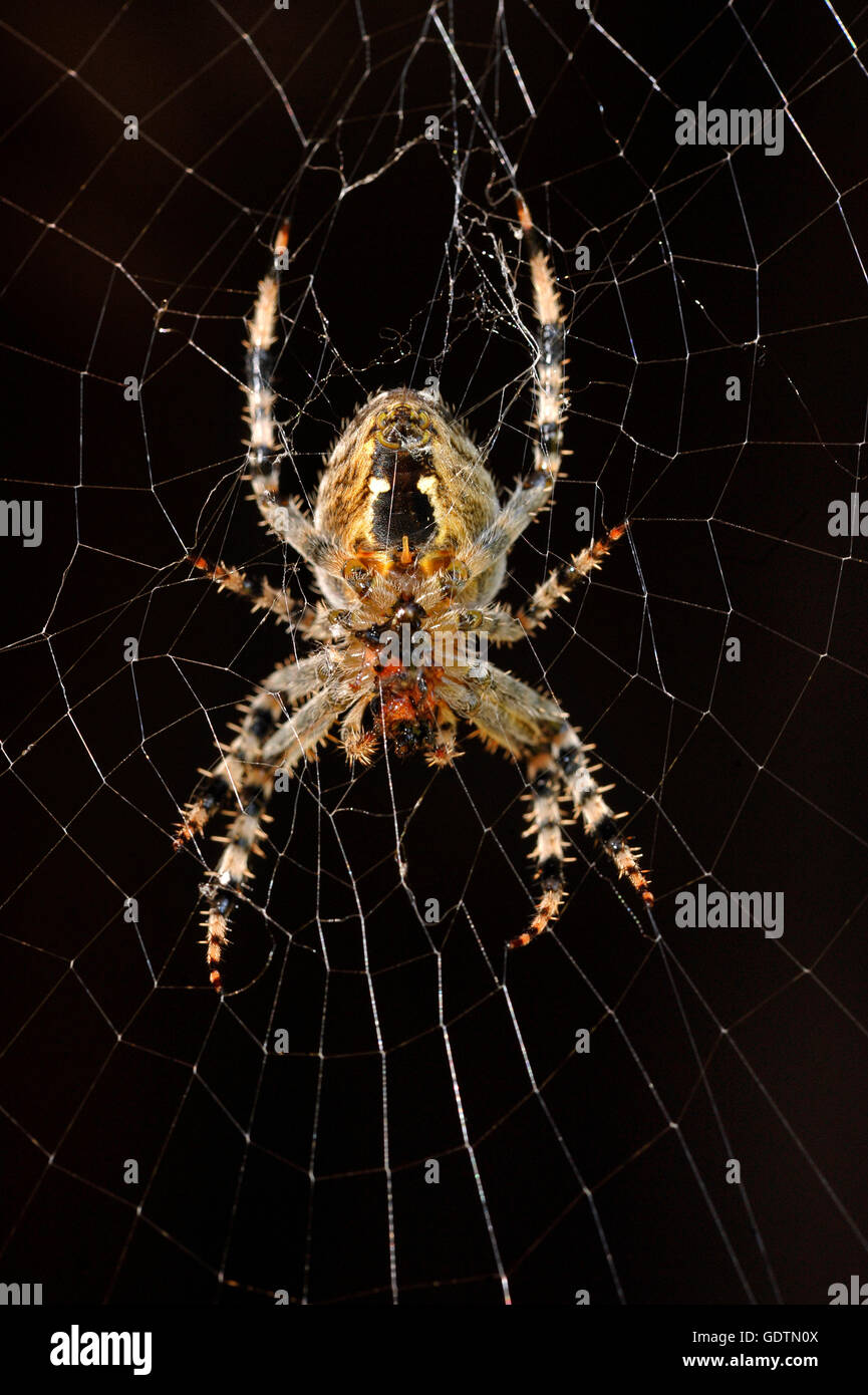 Zoologia / animali, ragno, ragni, giardino europeo spider(Araneus diadematus), nel web con la preda, close-up, distribuzione: emisfero settentrionale, Foto Stock