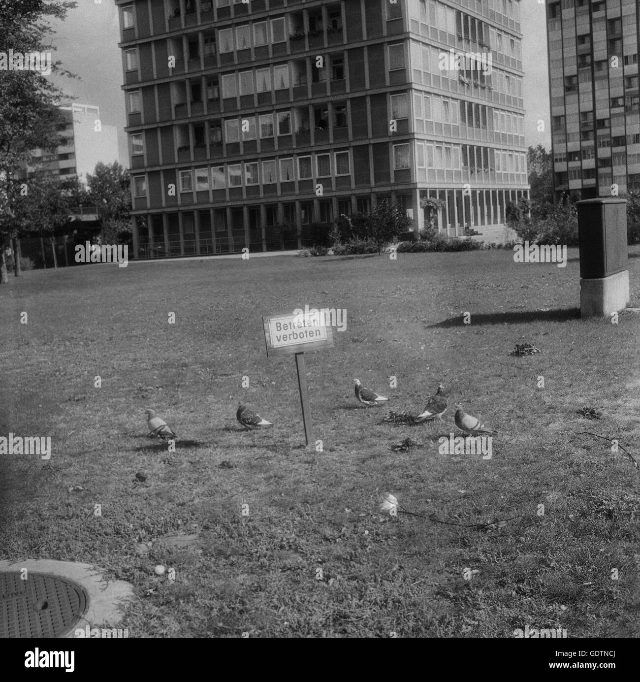 Area verde con piccioni in Hansaviertel di Berlino, 1964 Foto Stock