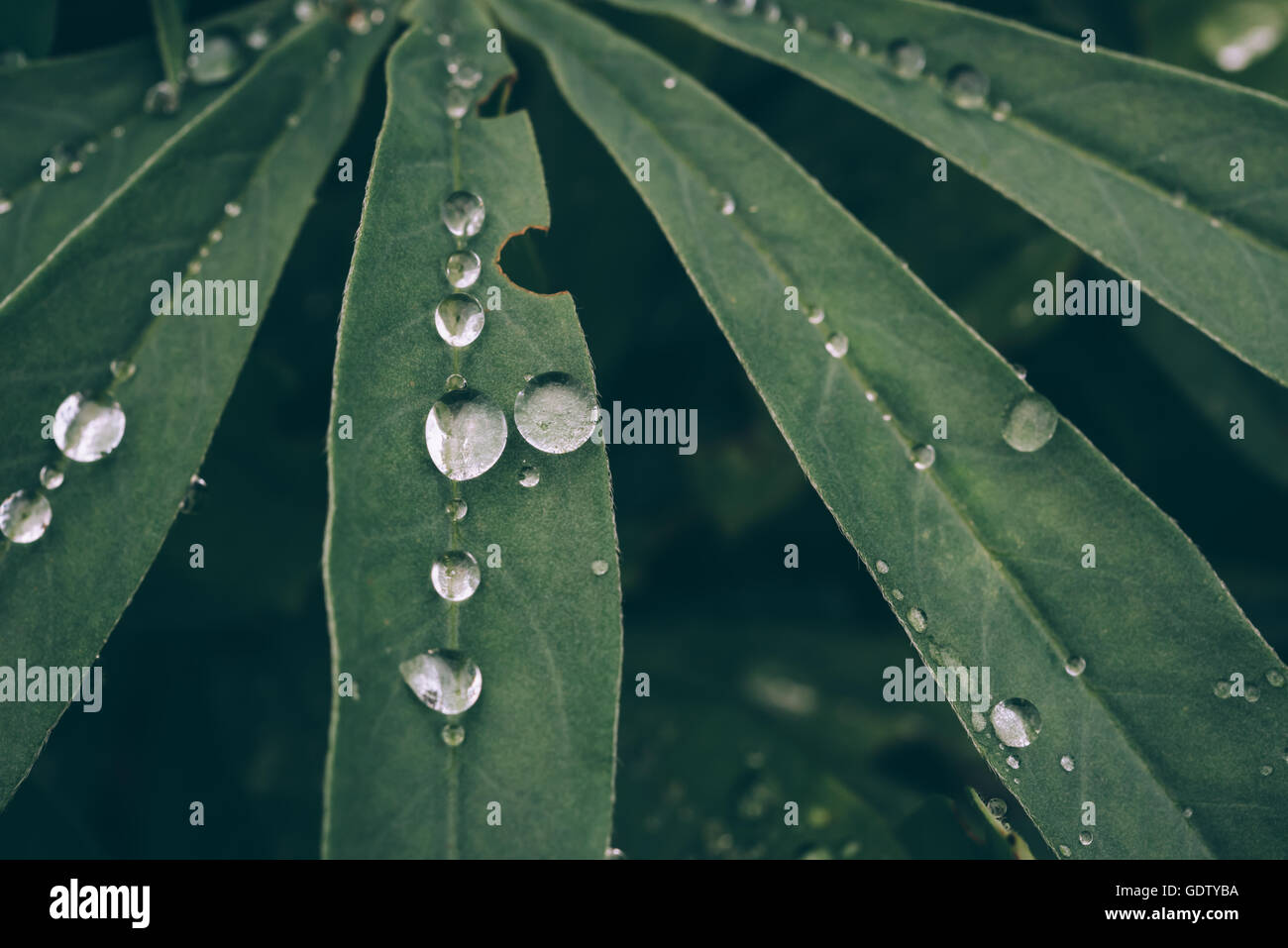 Foglie di bagnato con gocce d'acqua Foto Stock