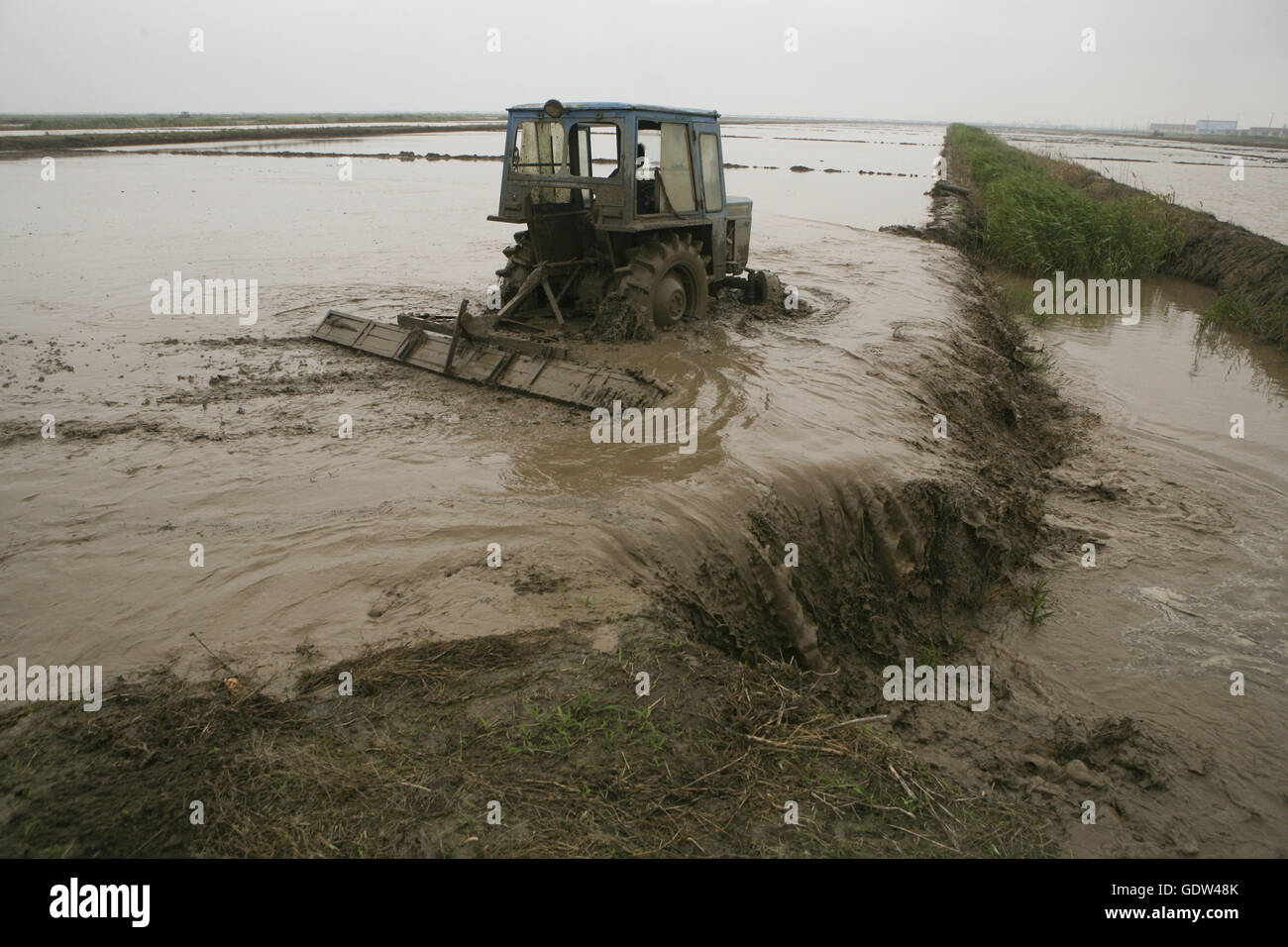 Agricoltori lavorano sulla loro terra a Dongtan di Chongming Island Foto Stock