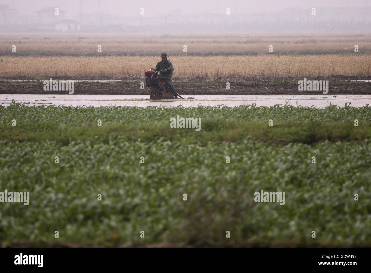 Agricoltori lavorano sulla loro terra a Dongtan di Chongming Island Foto Stock