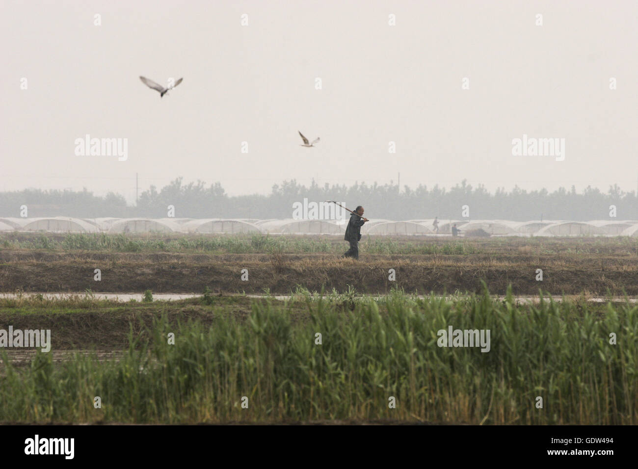 Agricoltori lavorano sulla loro terra a Dongtan di Chongming Island Foto Stock