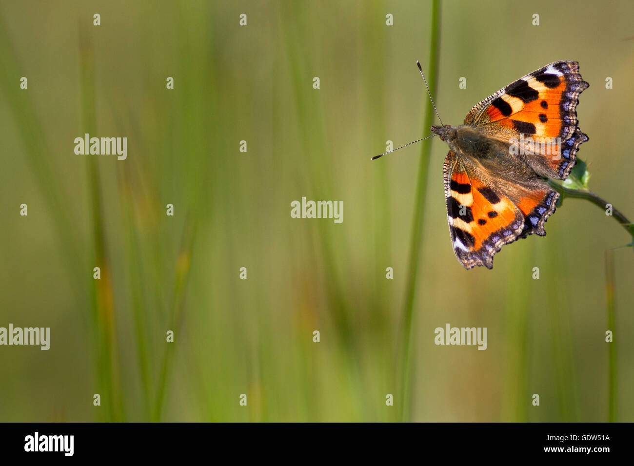 Piccola tartaruga butterfly, West Yorkshire, Regno Unito Foto Stock