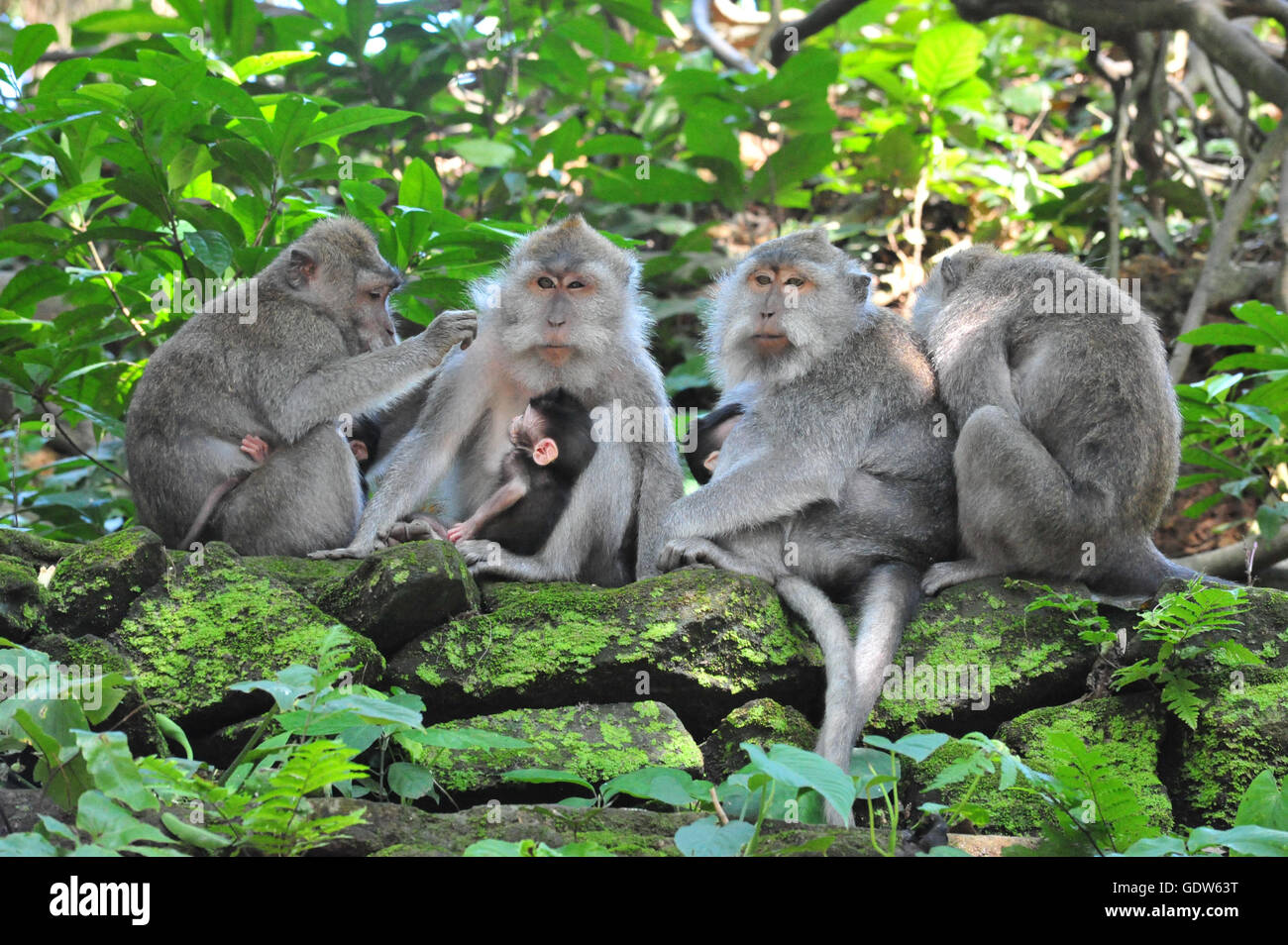 Una scimmia famiglia con due bambini in Bali Ubud sacro Monkey Forest Temple Foto Stock