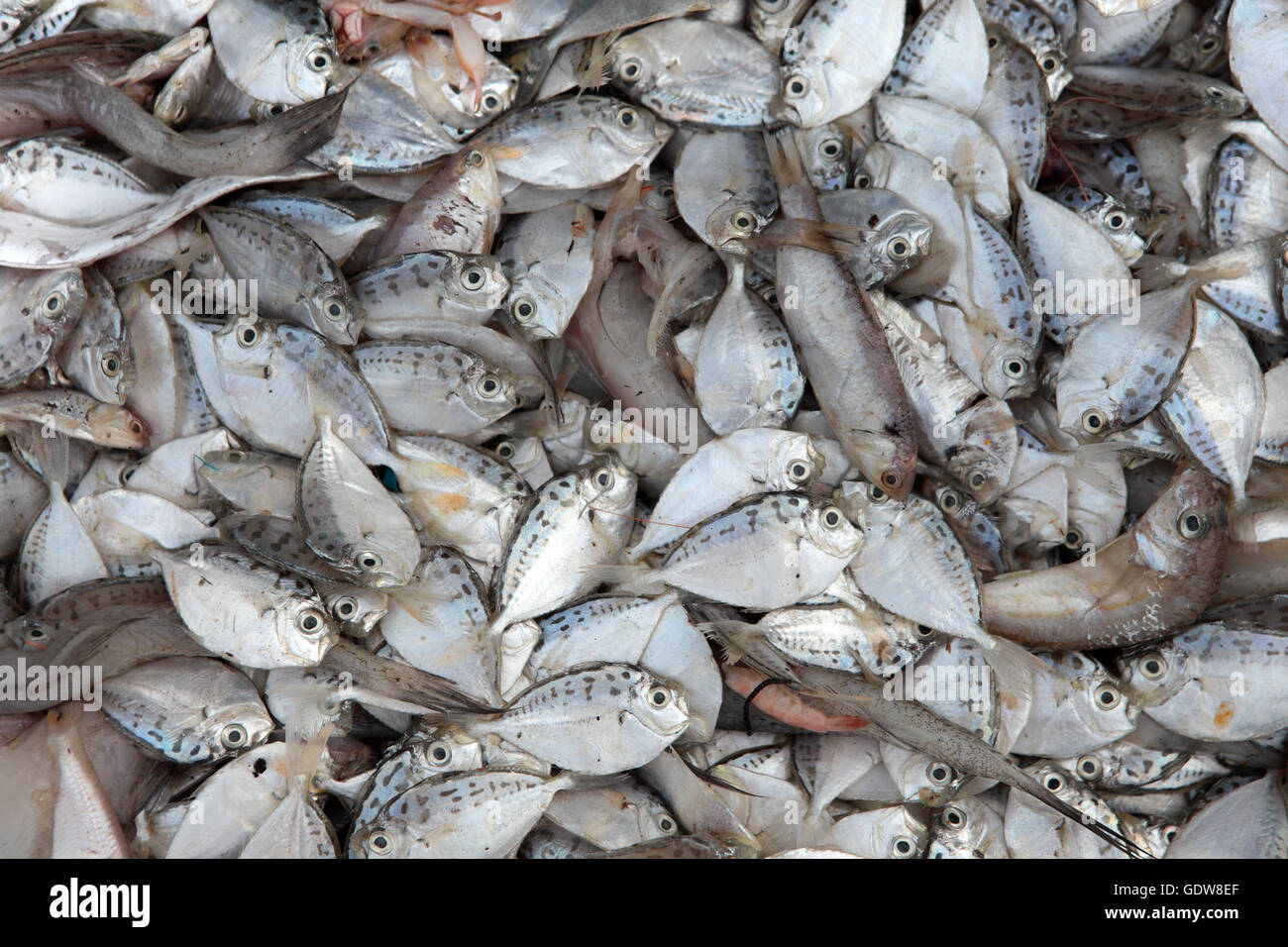 piccoli pesci di mare in vendita nel mercato locale Foto Stock