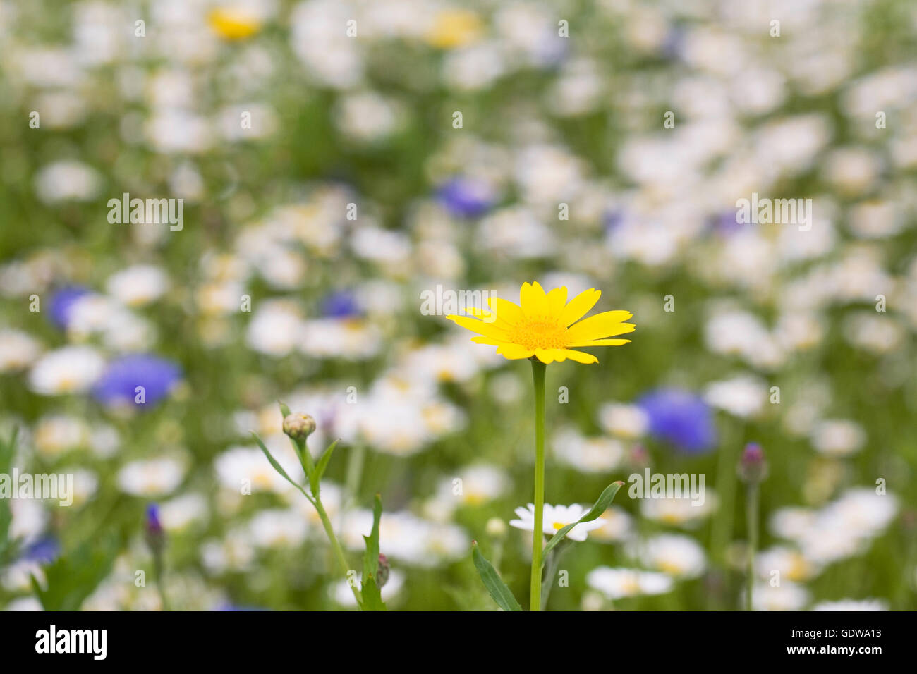 Chrysanthemum segetum. Tagete mais in un prato di fiori selvaggi. Foto Stock