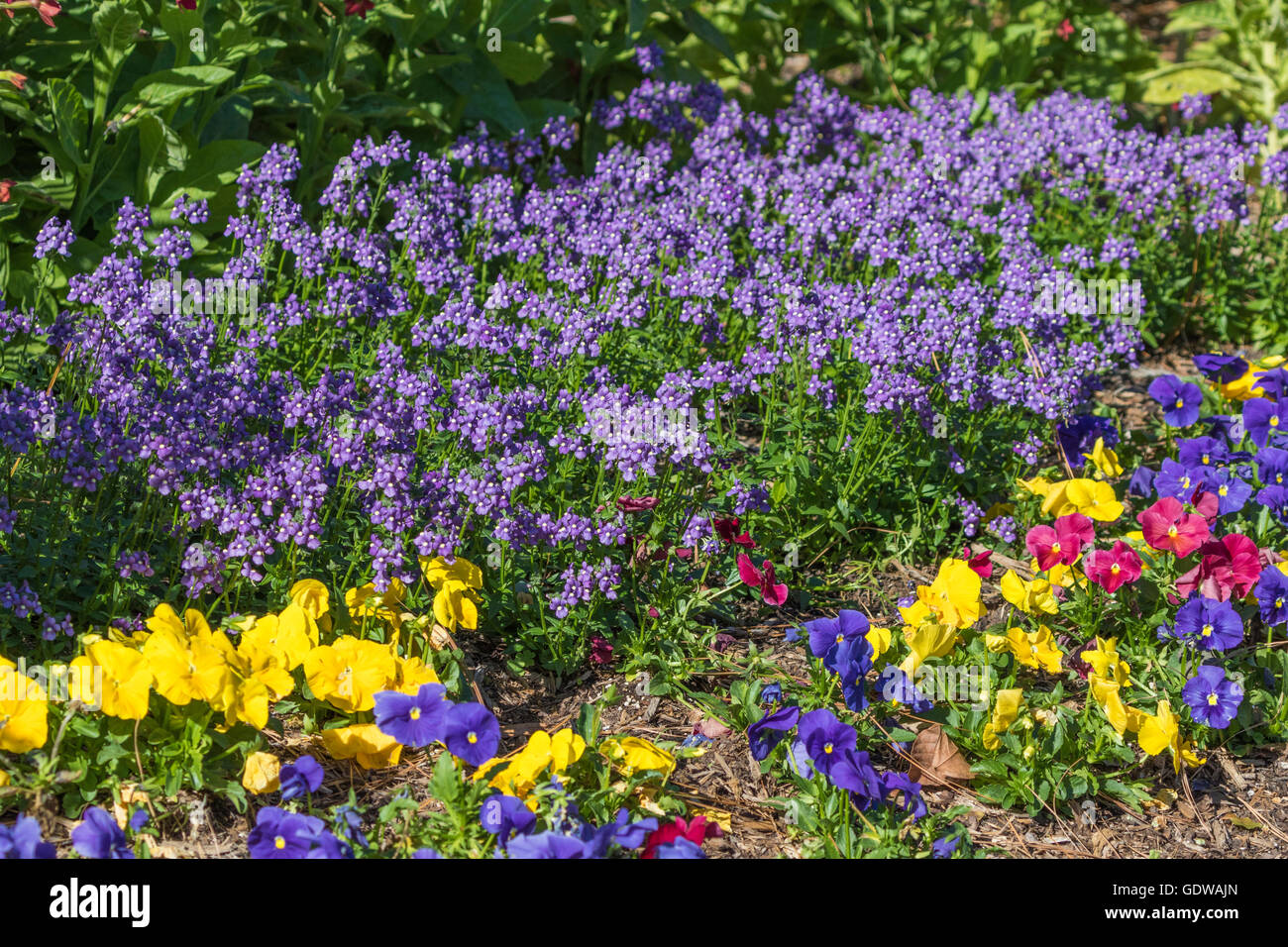 Nemesia Fusticans BLUEBIRD e Viola mix al Mercer Arboretum e Giardini Botanici a Spring, Texas. Foto Stock