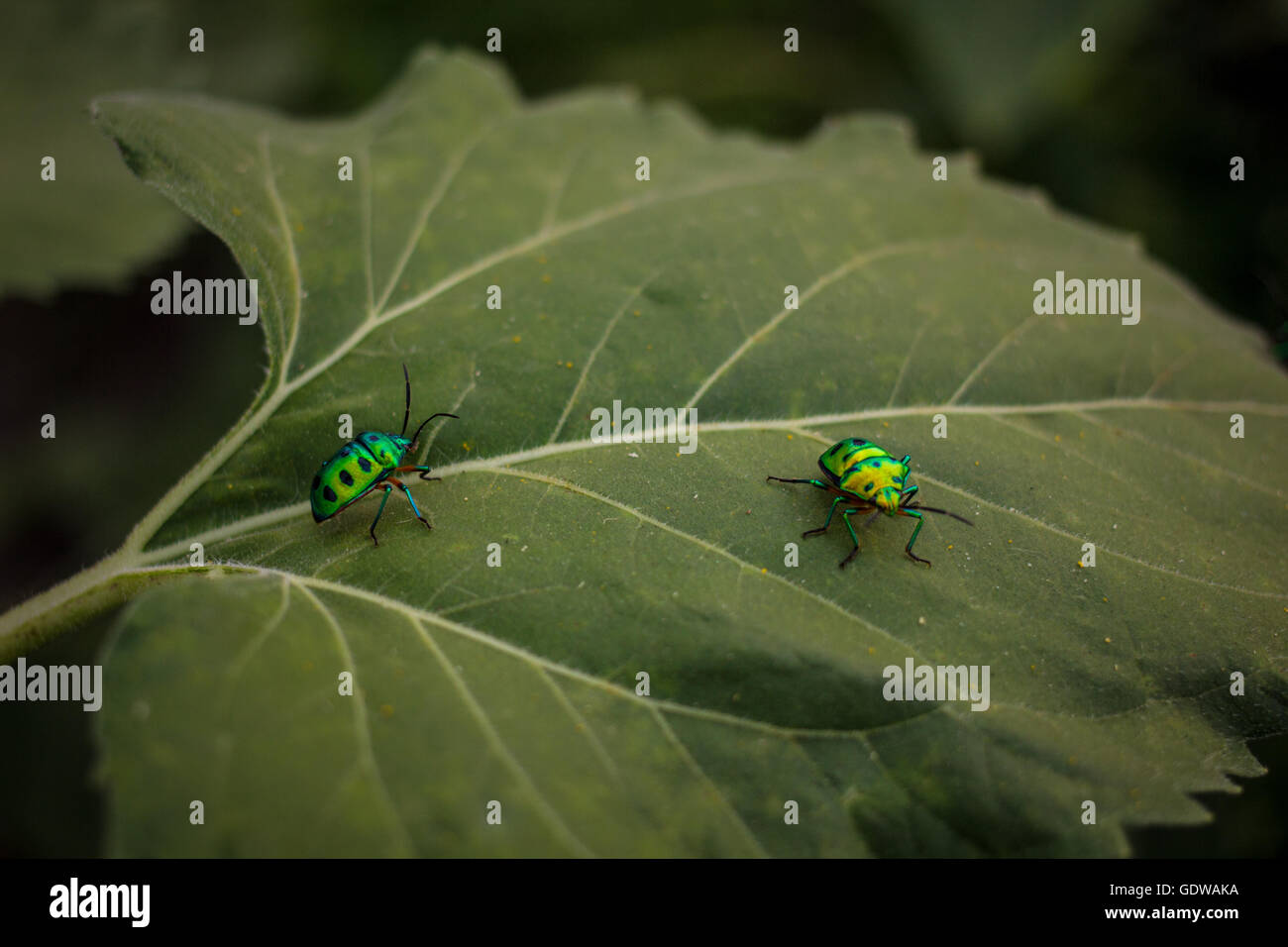 Due verde brillante bug seduto su una foglia di semi di girasole Foto Stock