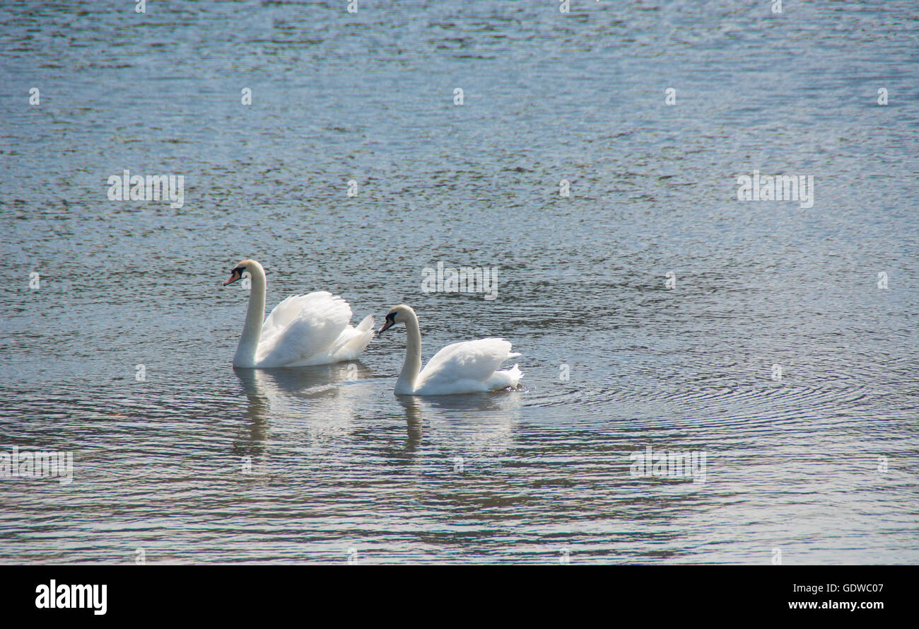 Paio di bellissimi cigni su l'acqua Foto Stock