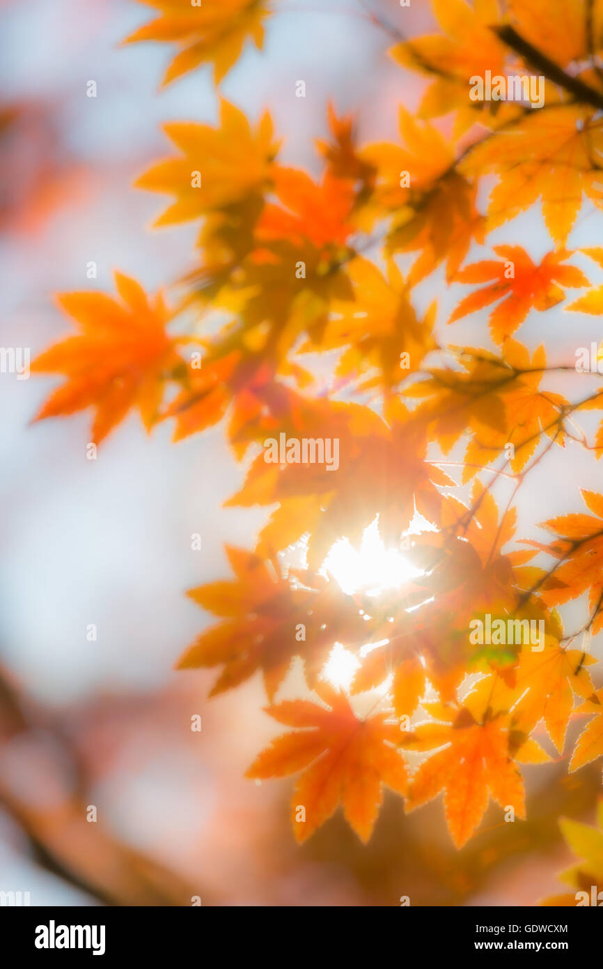 In autunno gli alberi al di fuori della messa a fuoco, naturale bokeh abstract blur sullo sfondo Foto Stock