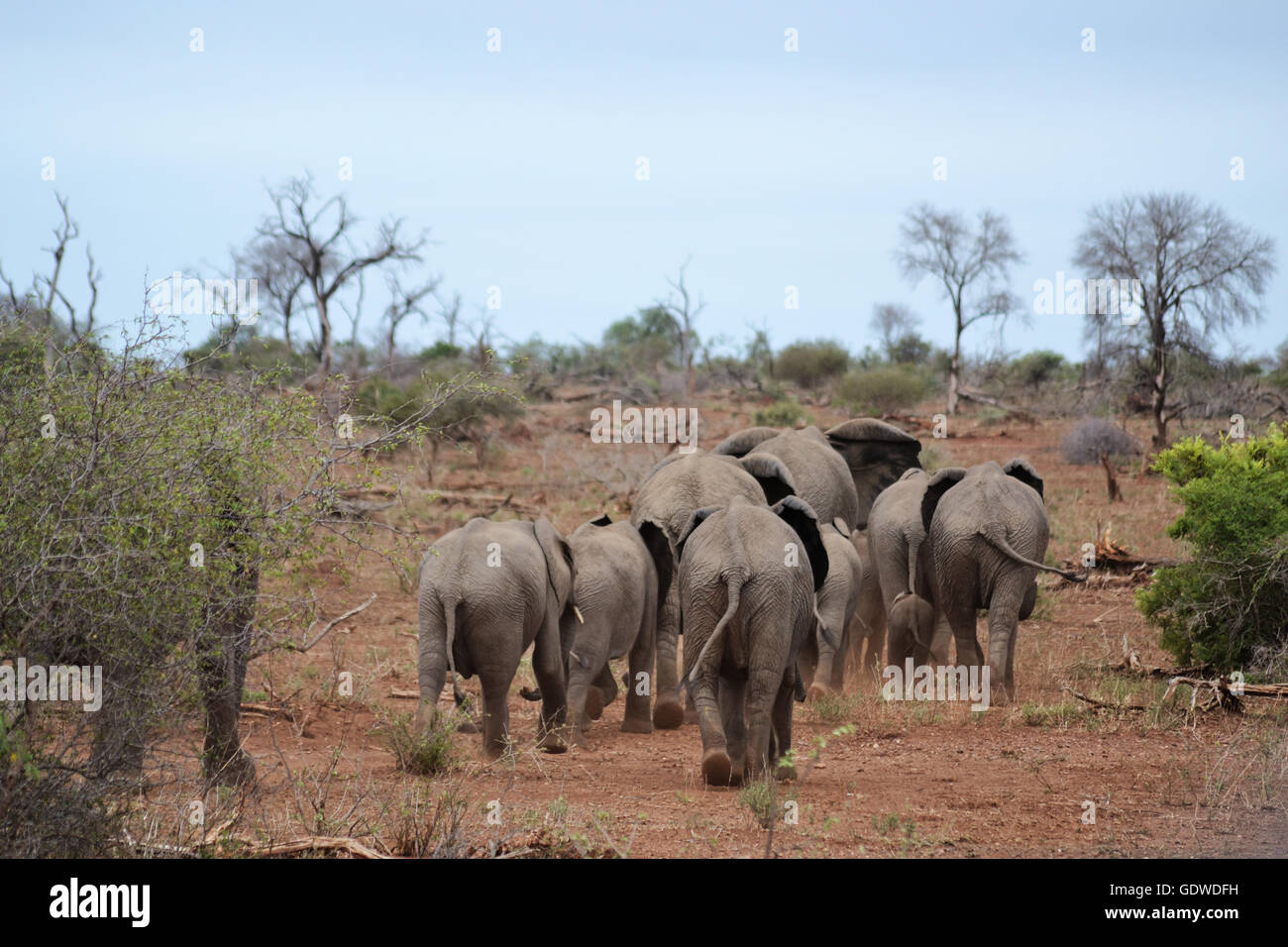 Branco di elefanti nel Parco Nazionale di Kruger, Sud Africa. Foto Stock