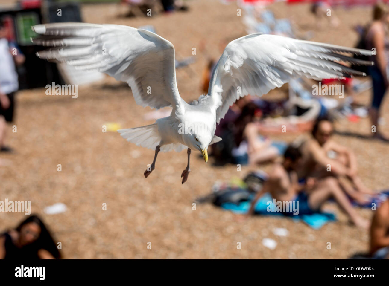 Un gabbiano piomba su daytrippers sulla spiaggia di Brighton. Foto Stock