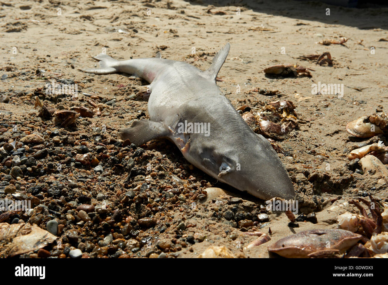 Dead Smeriglio Squalo sulla spiaggia, catturati nella rete da pesca in mare Foto Stock