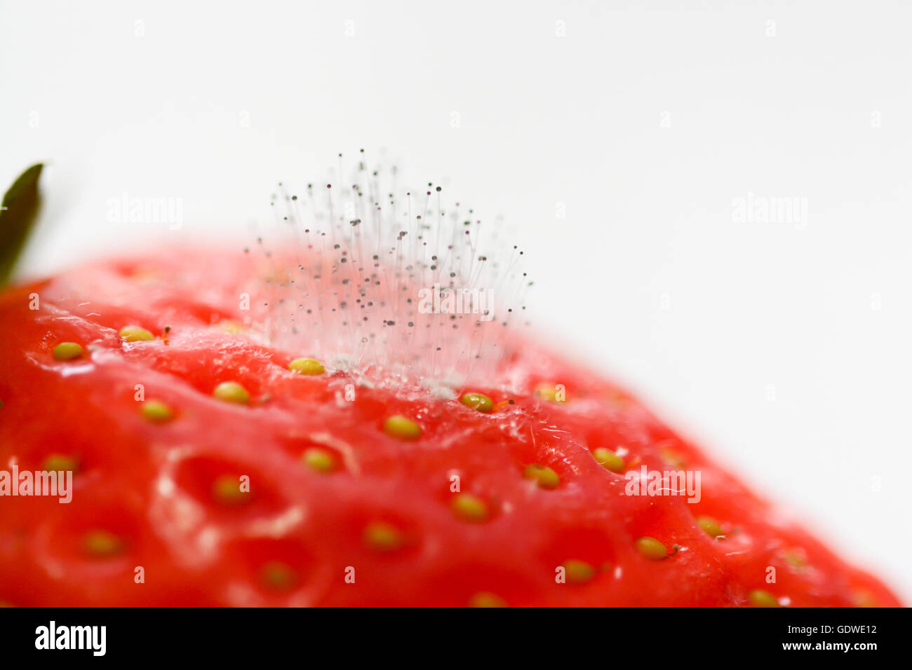 Close-up di fragola con stampo fungo avviato da un angolo Foto Stock