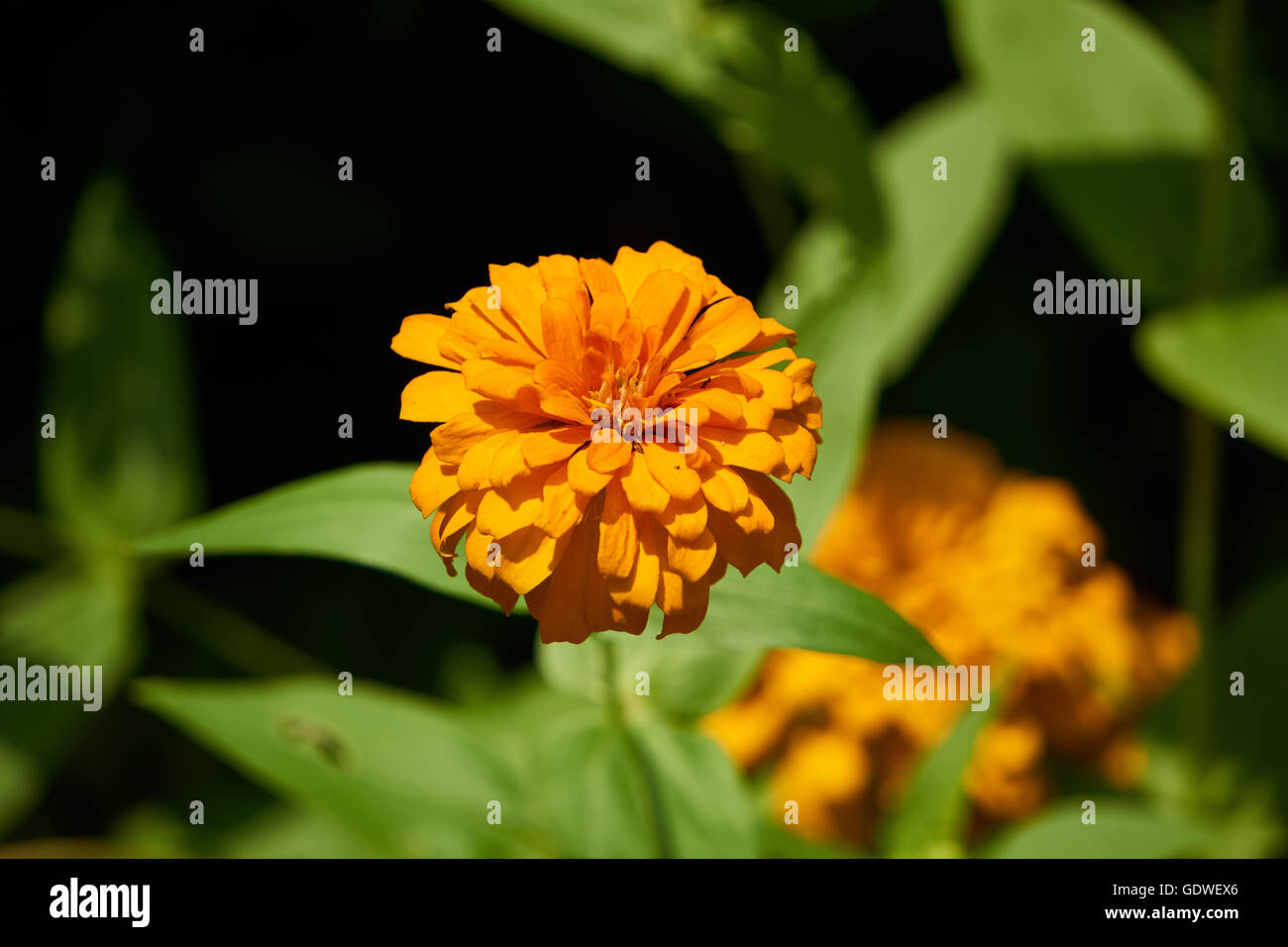 Crisantemo fiore di colore giallo nel giardino Foto Stock