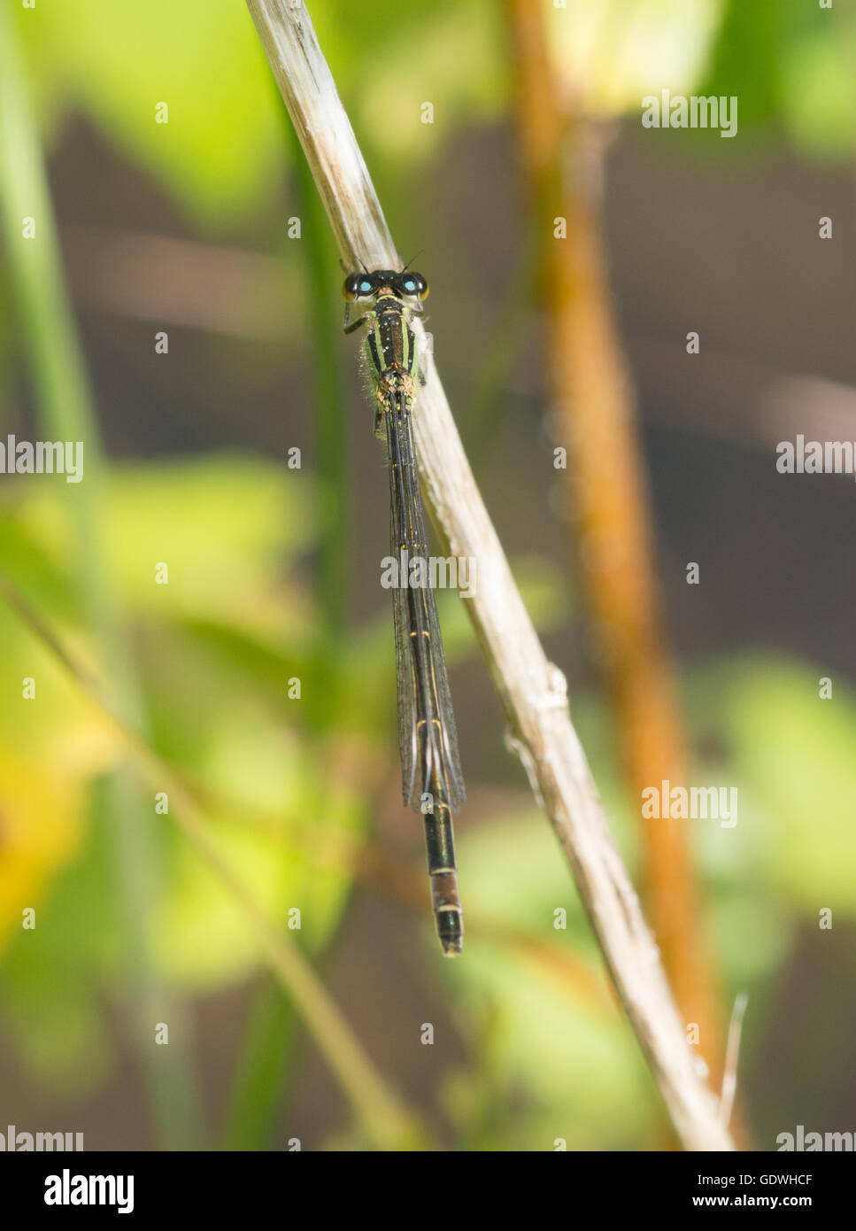Femmina blu-tailed damselfly (Ischnura elegans) (modulo) infuscens in Berkshire, Inghilterra Foto Stock