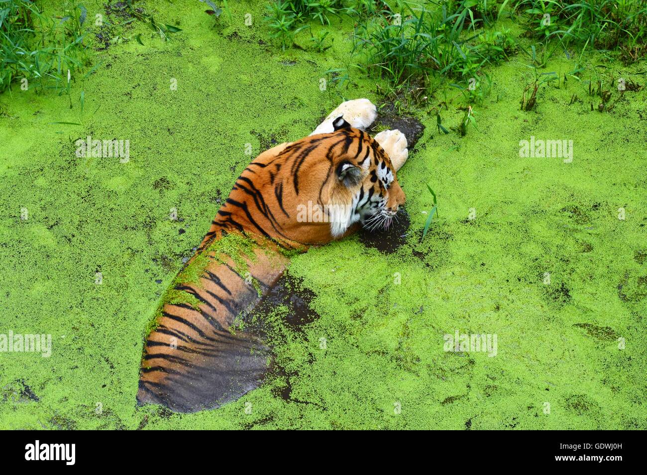 Tiger ammollo in acqua Foto Stock