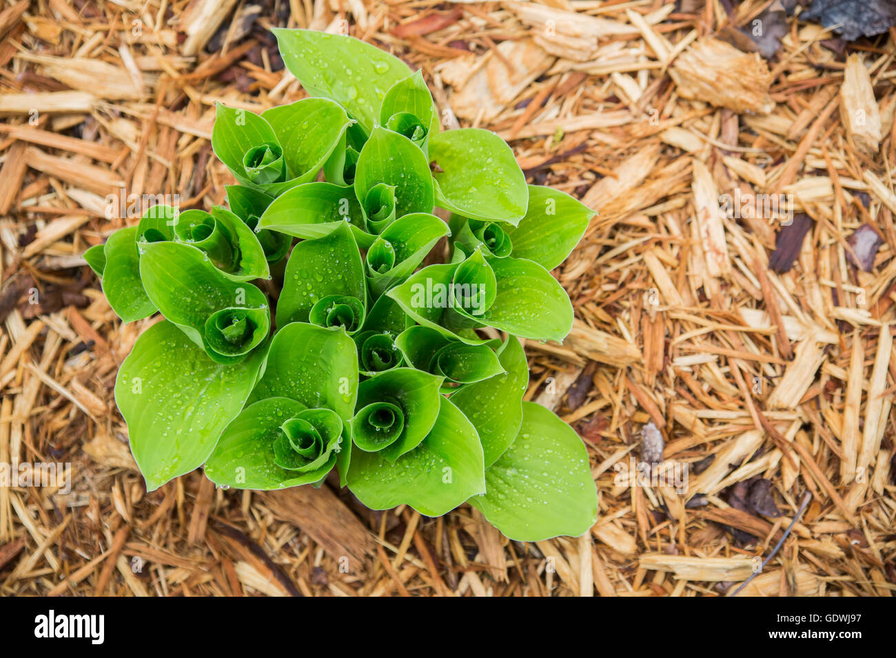 Un hosta germogli vegetali da una fresca mulched letto floreale. Le nuove foglie sono spirale e bagnare con gocce di pioggia. Foto Stock